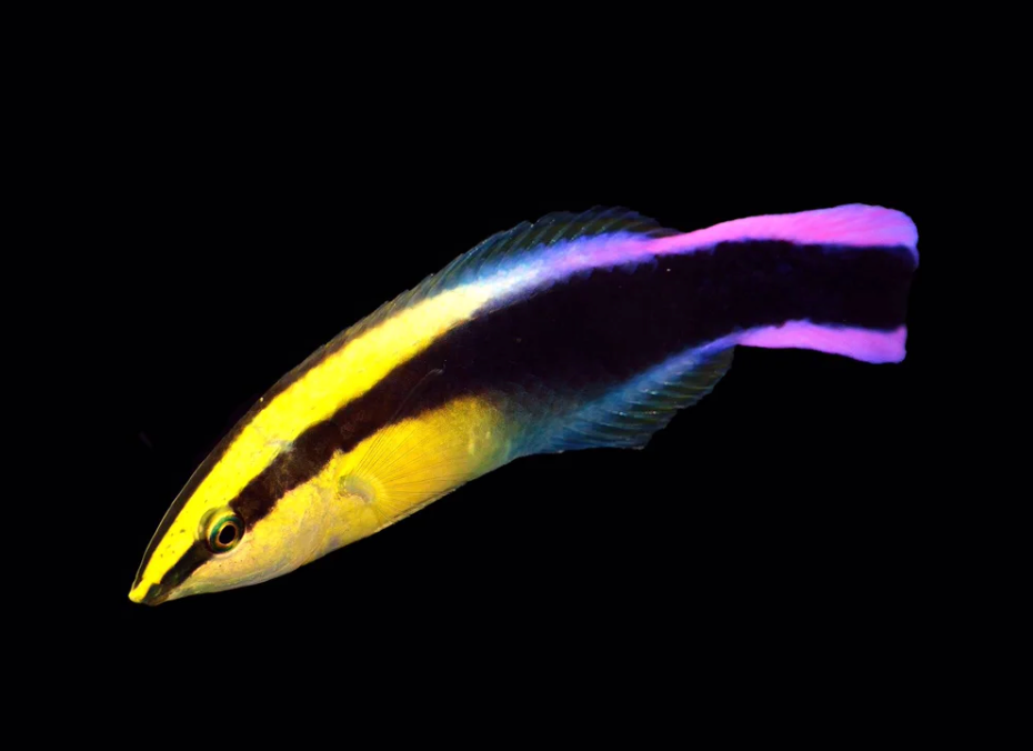 Hawaiian Cleaner Wrasse (CB)