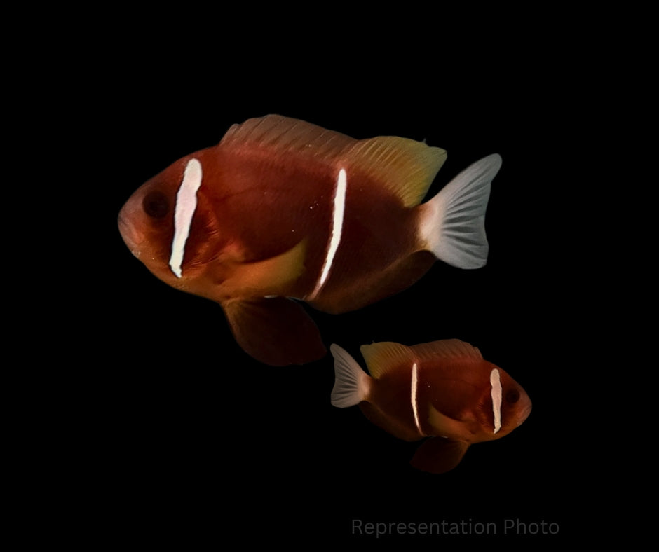 WILD Oman Clownfish MATED PAIR