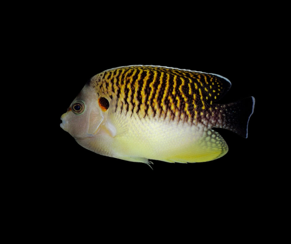 Tiger Angelfish