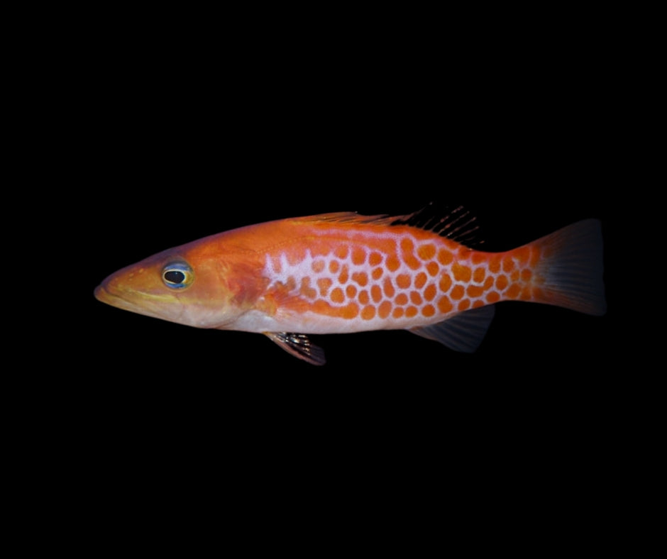 Dr. Seuss Soapfish