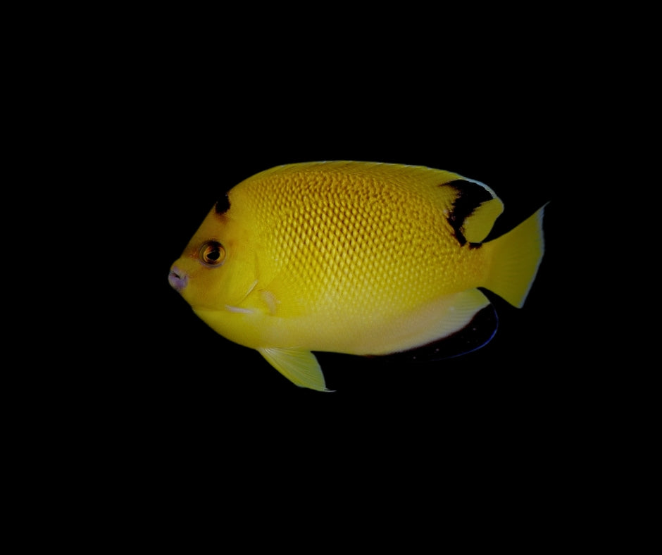 Armitage Angelfish