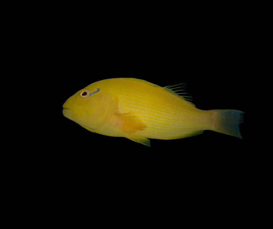 Tahitian Golden Hawkfish