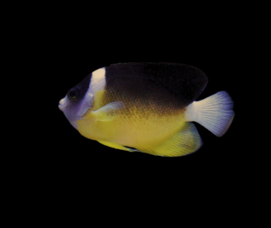 Abe's Pygmy Angelfish
