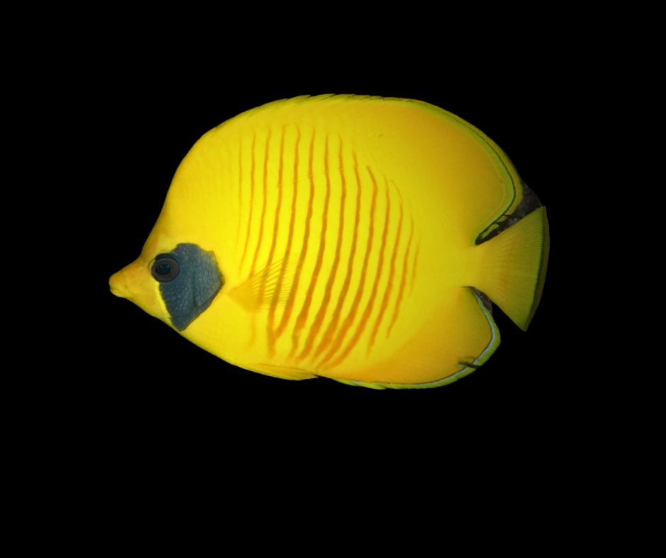 Blue-Cheeked Butterflyfish