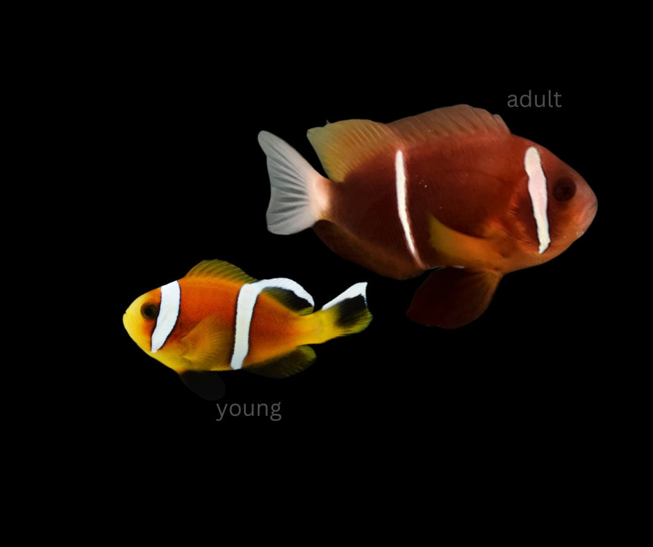 WILD Oman Clownfish