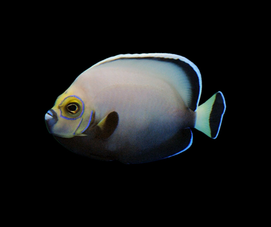 Conspicuous Angelfish WILD