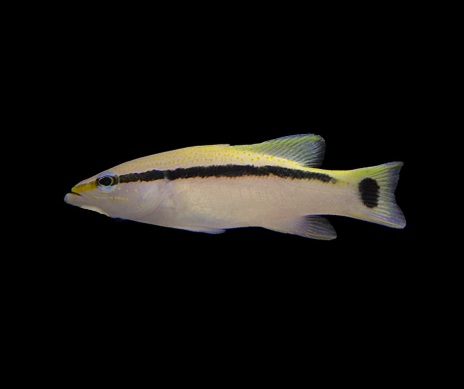 Black Stripe Basslet