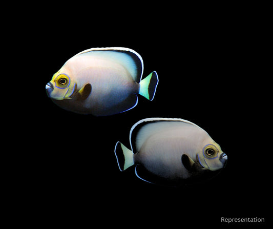 Conspicuous Angelfish MATED PAIR