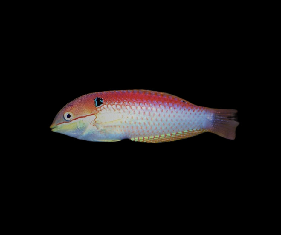 Vivien’s Leopard Wrasse