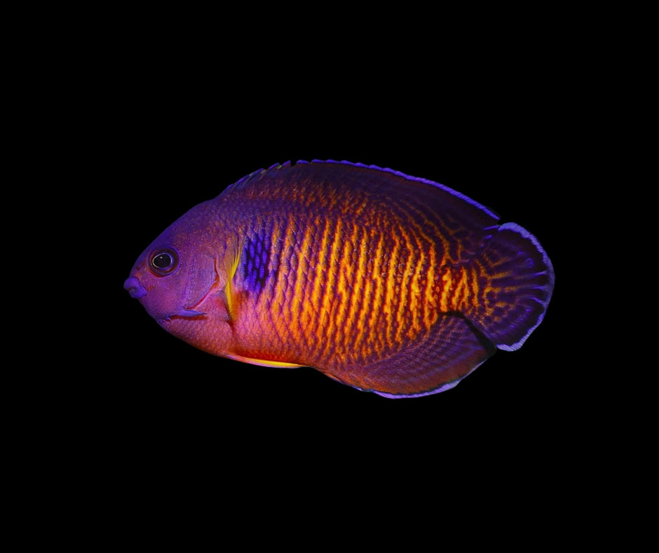 Coral Beauty Tiger Tail Angelfish