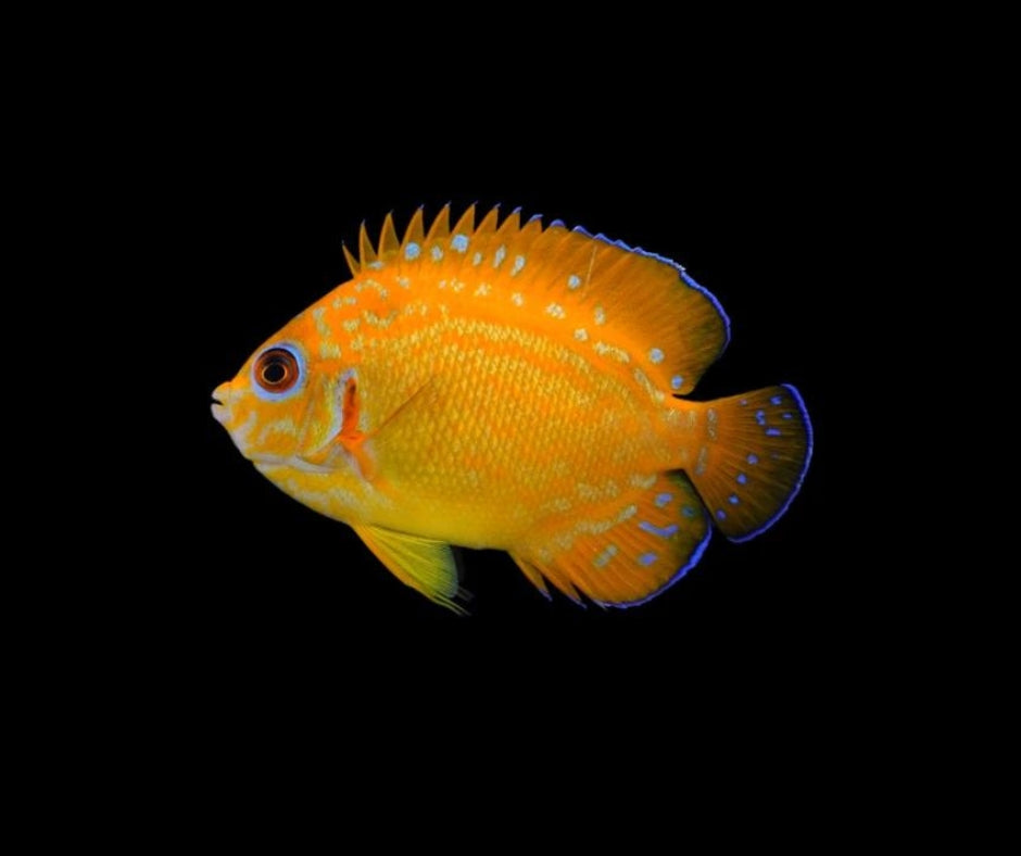 Centropyge flavissima (Ultra Hybrid)