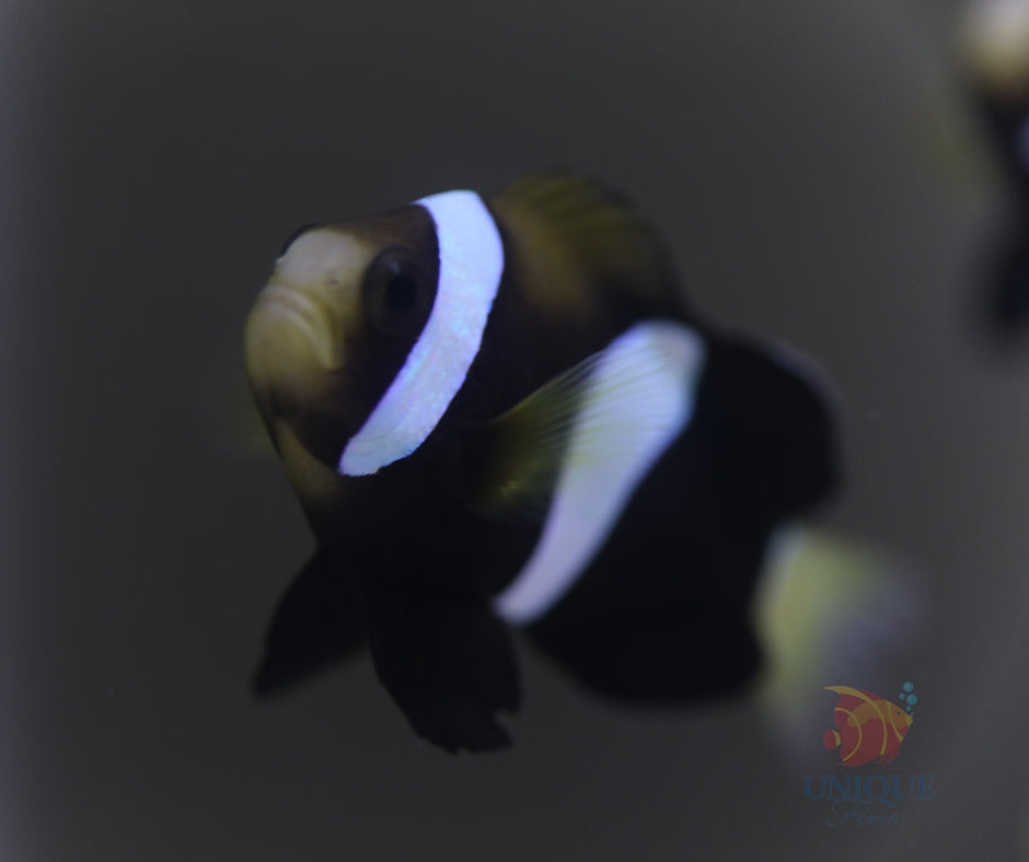 Australian A. Milii Clownfish
