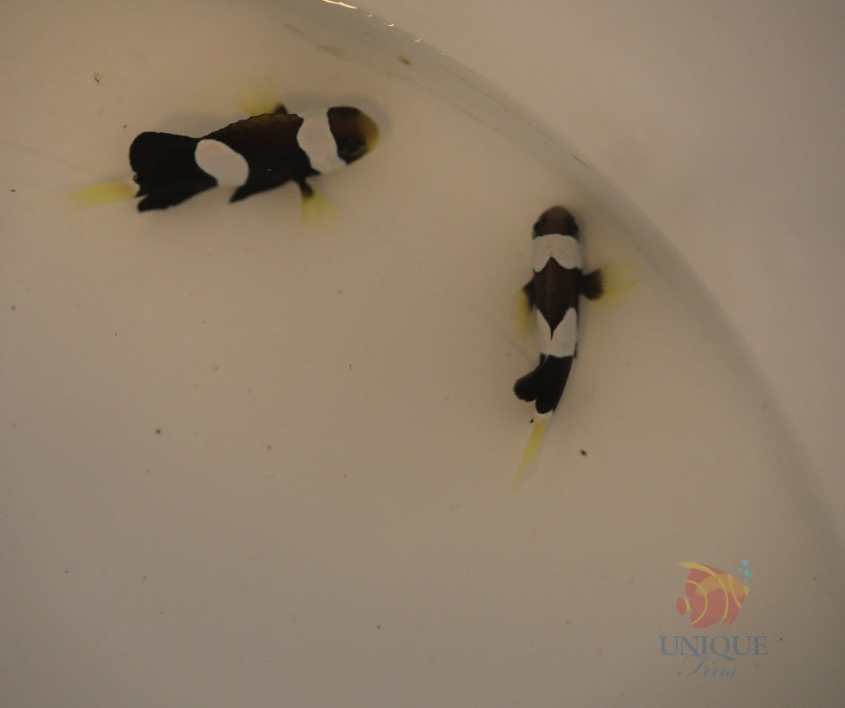 Pair Australian A. Milii Clownfish
