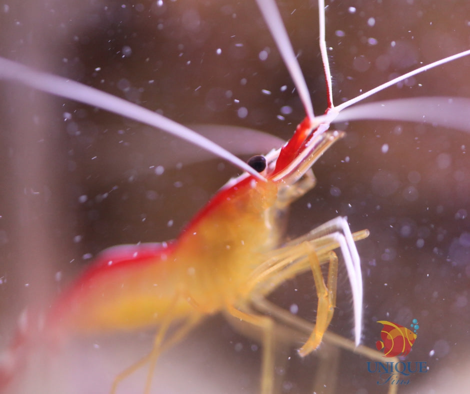 Scarlet Skunk Cleaner Shrimp
