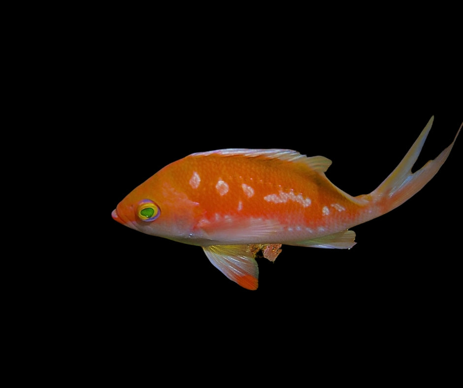 Cherry Sakura Anthias