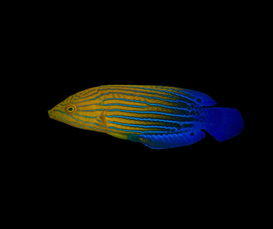 Candycane Femininus Wrasse