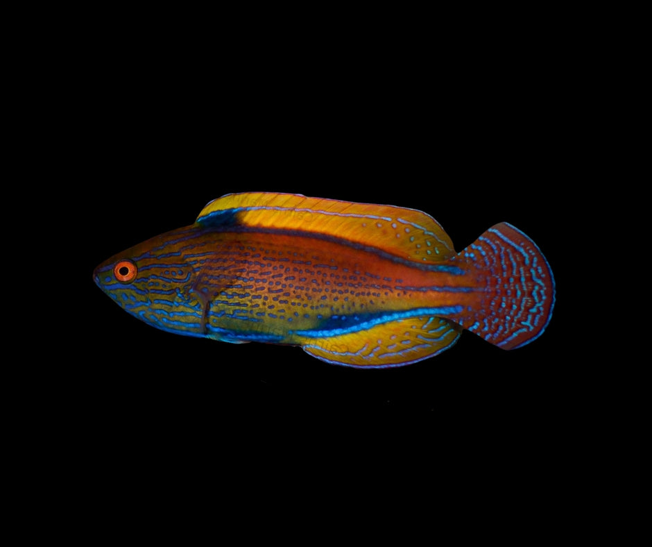 Lineatus Fairy Wrasse