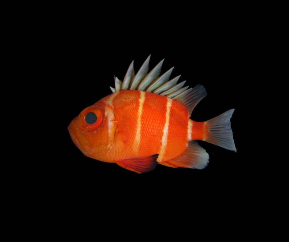 Japenese Big Eye Squirrelfish