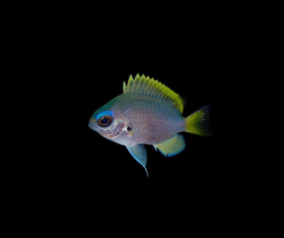 Chromis tingting