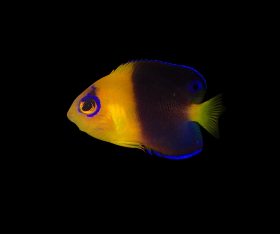 Joculator Angelfish