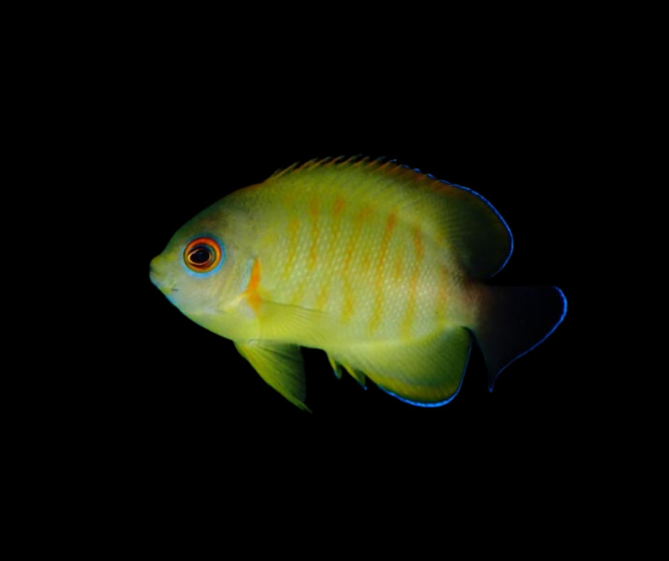 Wild Tigerpyge Angelfish