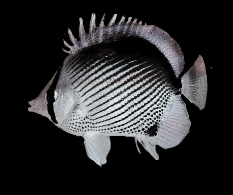 Aberrant "Platinum" Black Back Butterflyfish