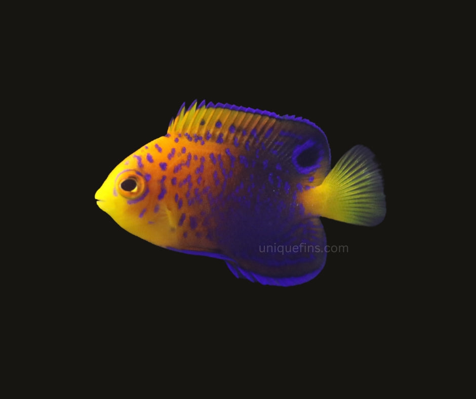 Japanese Interruptus Angelfish WILD