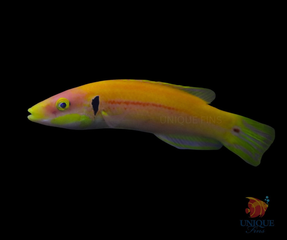 Bodianus Tanyokidus