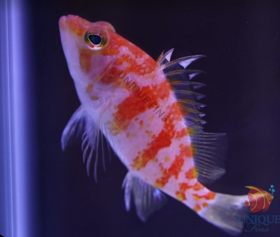 Plectranthias Maekawa