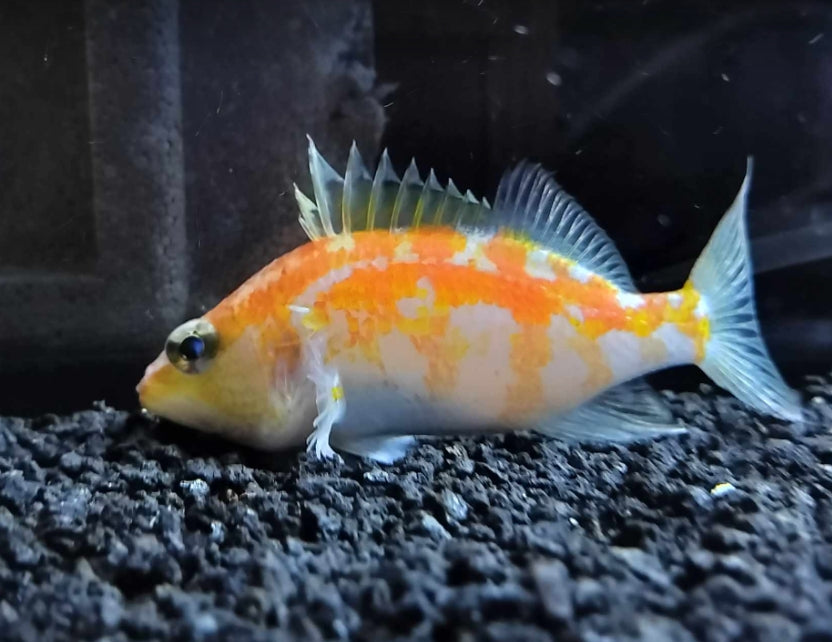Plectranthias Wheeleri