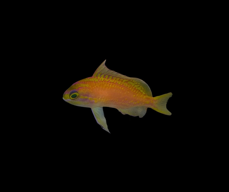 Tosanoides filamentosus