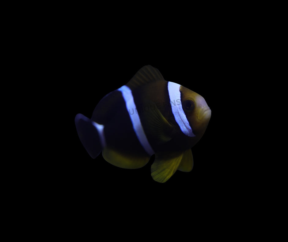Three Striped Clownfish