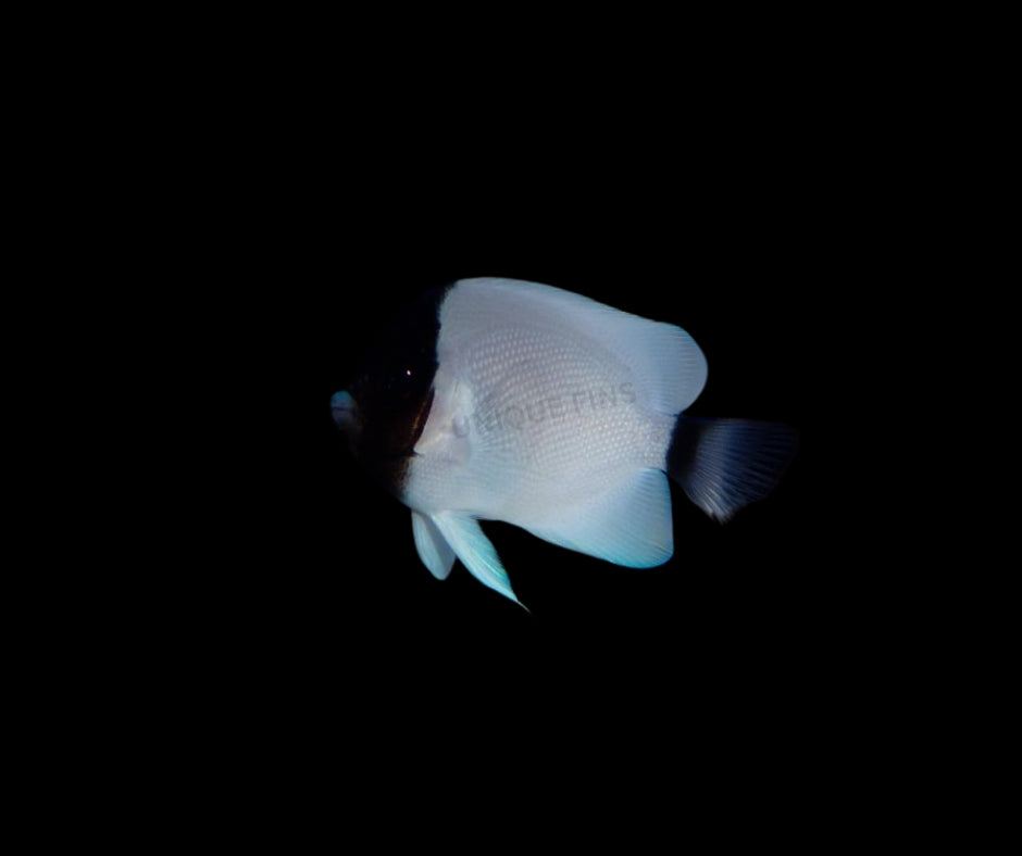 Masked Angelfish