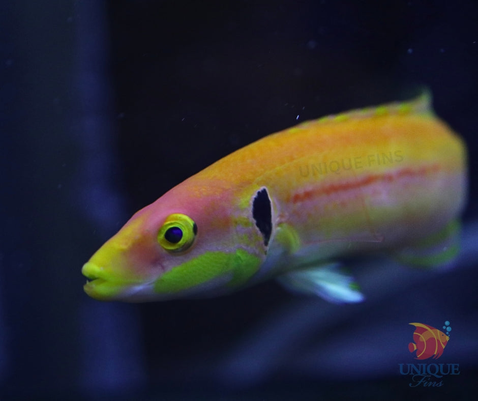 Bodianus Tanyokidus