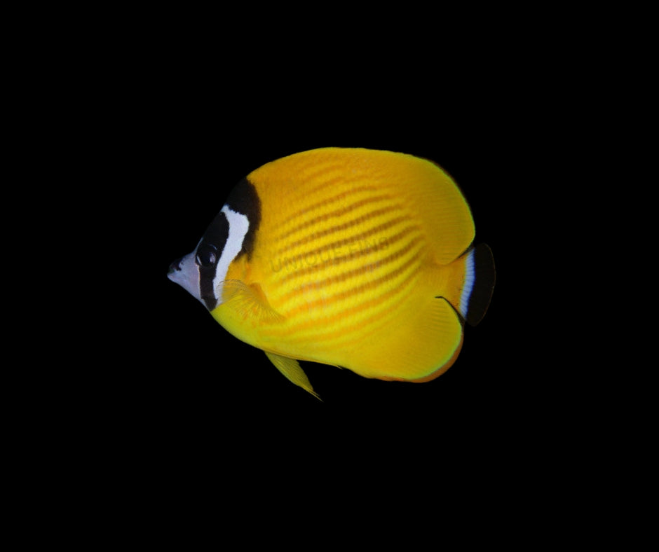 Hong Kong Butterflyfish