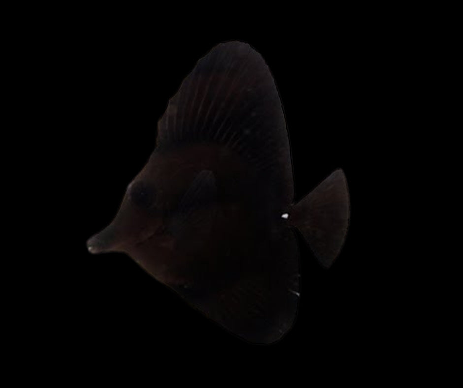 Black Tang