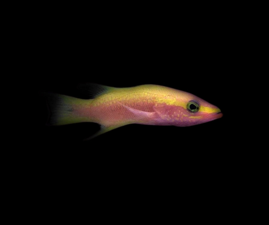 Golden Basslet