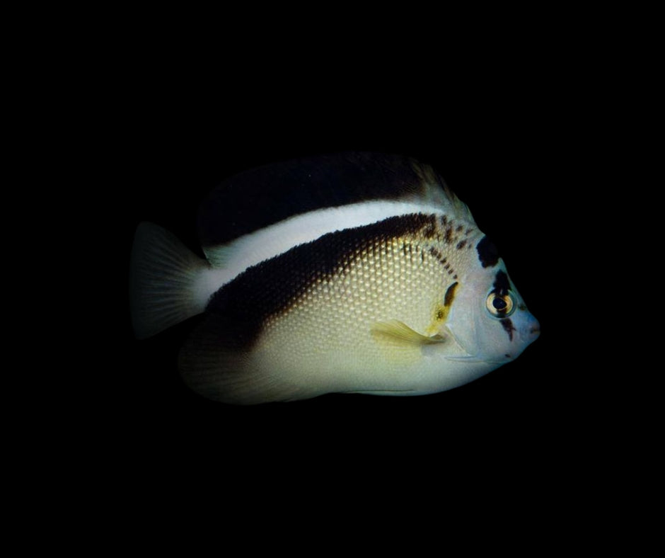 Griffis Angelfish
