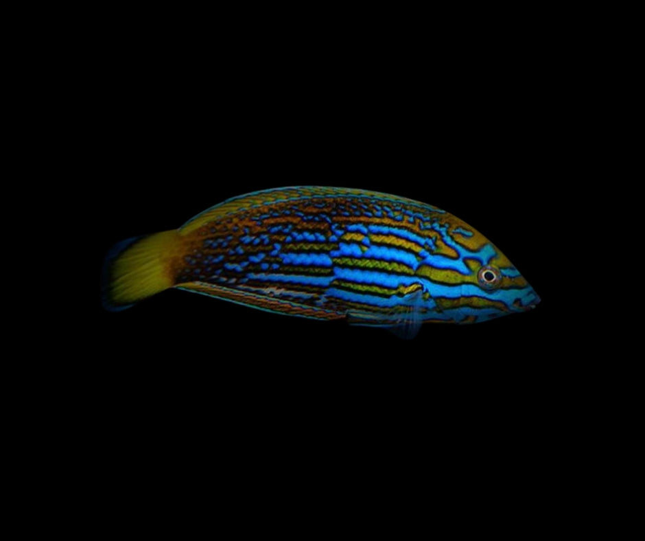 Lennardi Wrasse