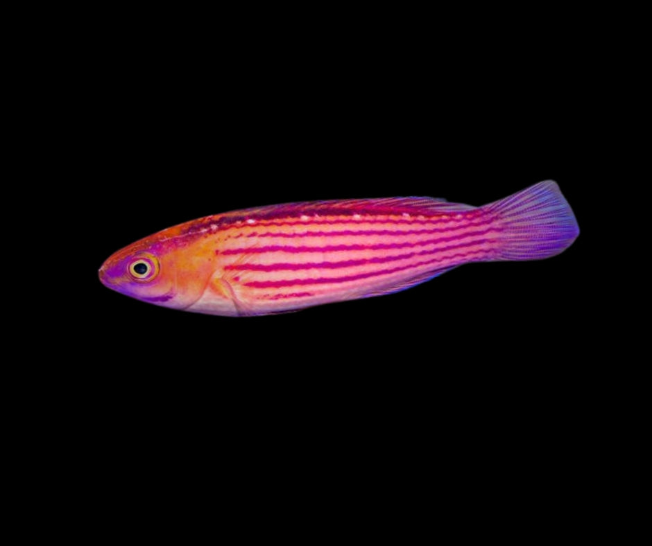 Earl's Fairy Wrasse