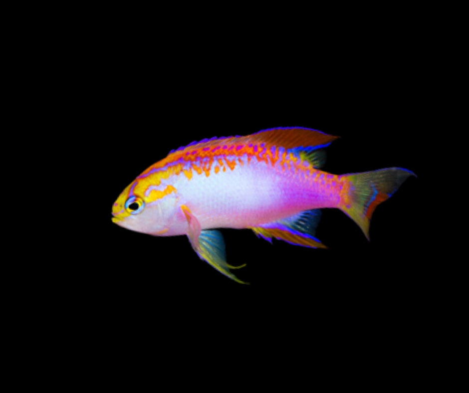Ventralis Anthias