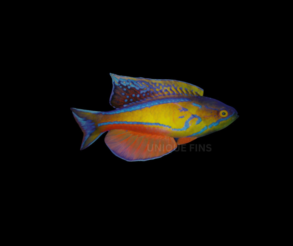 Mauritius Flasher Wrasse