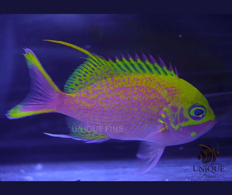 Odontanthias Katayami