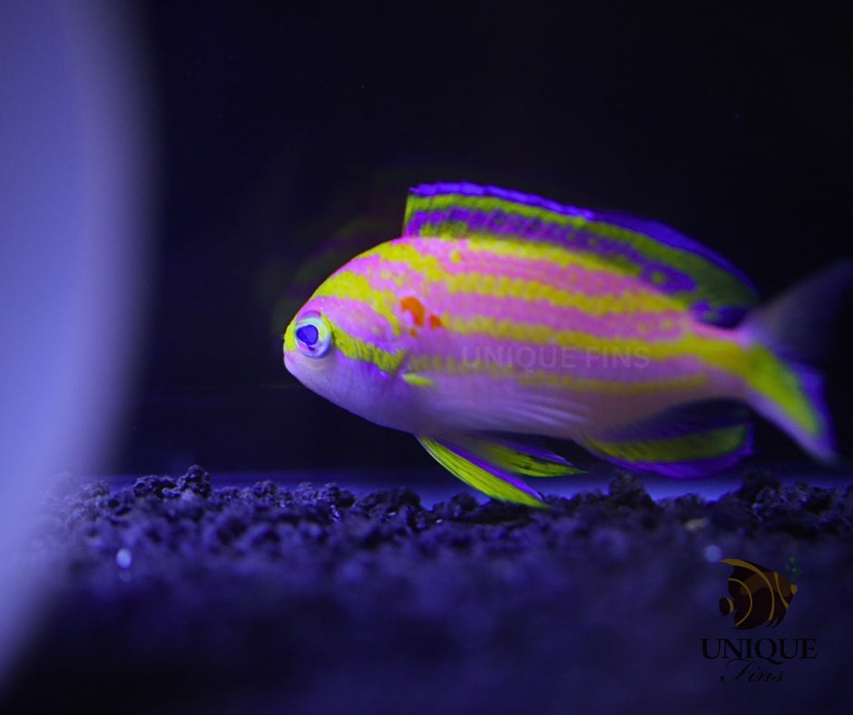 Tosanoides flavofasciatus