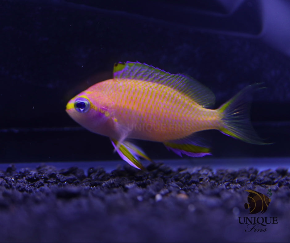 Tosanoides flavofasciatus
