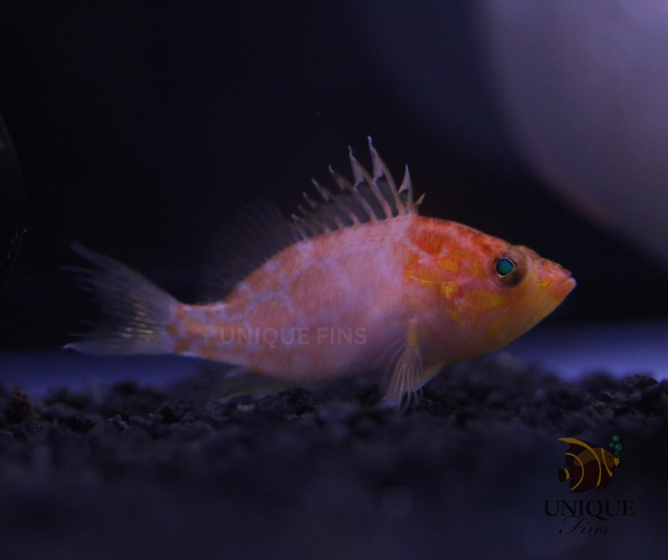 Plectranthias sagamiensis