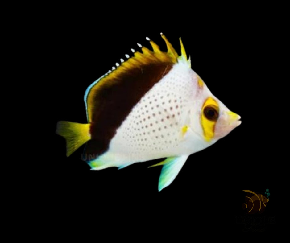 Declivis Butterflyfish