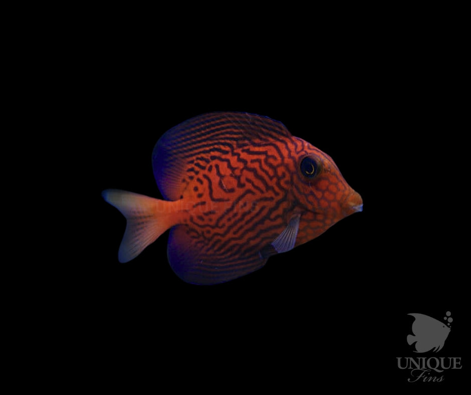 Chevron Tang Juvenile