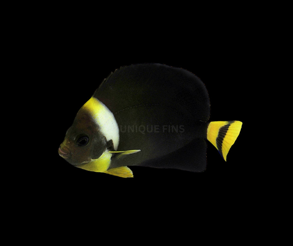 True Personifer Angelfish