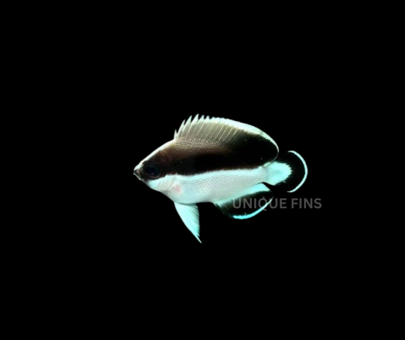Bandit Angelfish (CB)